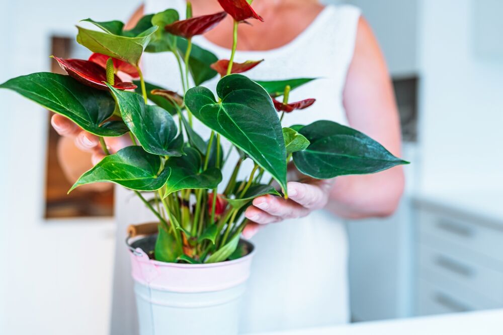 Philodendron erubescens - Blushing Philodendron - Philodendron Red Emerald